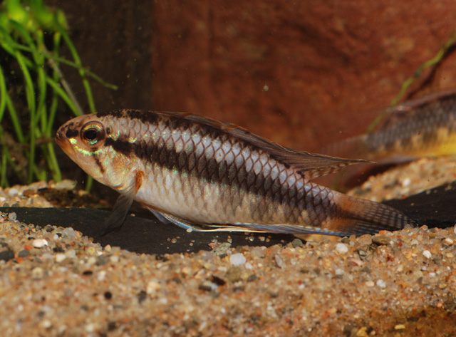 Apistogramma iniridae